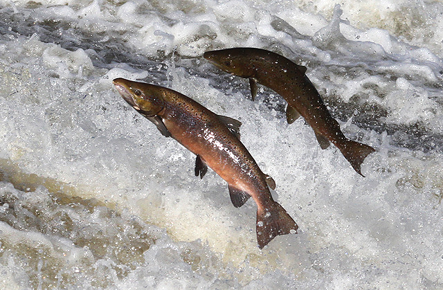 Salmon jumping (Walter Baxter)